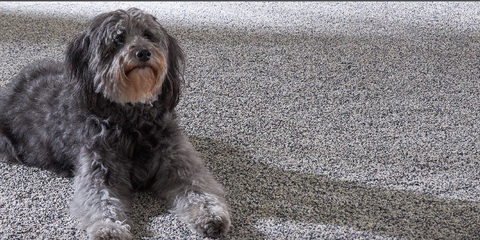 PET Premier sale image